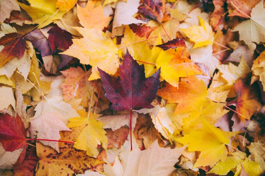 fall cleaning